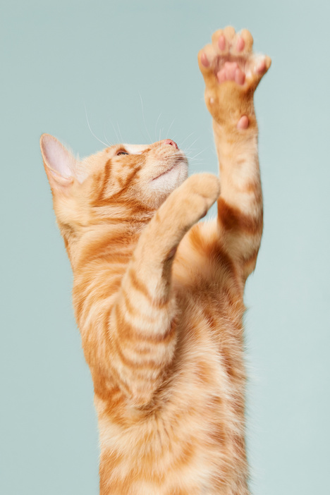 Portrait of Cat on Green Background